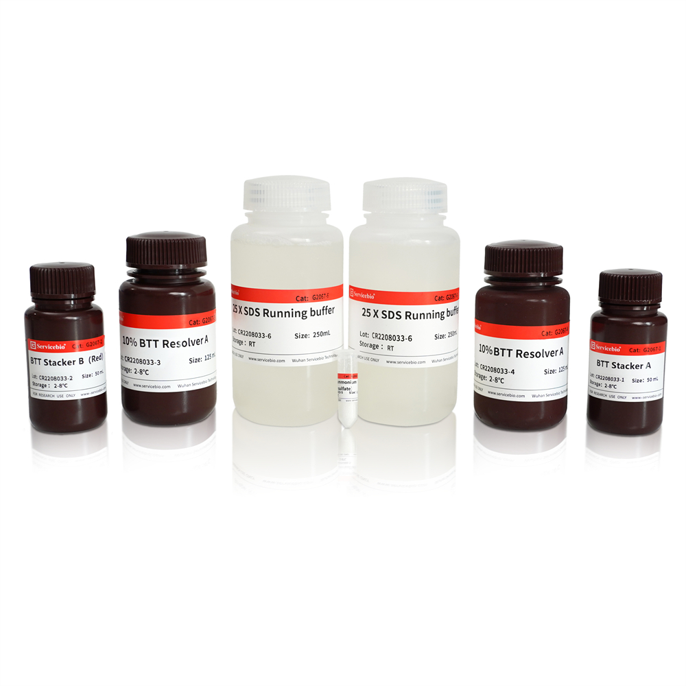 Sds Rill Red 10% SDS-PAGE high-resolution color (red) gel ultra-fast preparation kit ...