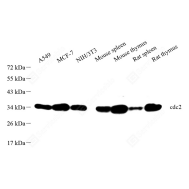 1768526402669277850.png